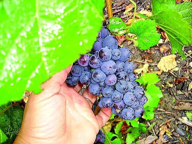 3 Gites- Le Roosevelt, Côte 204, Côte 204 Bis * Château-Thierry